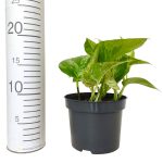 Epipremnum (Epipremnum Marble Queen) 20cm
