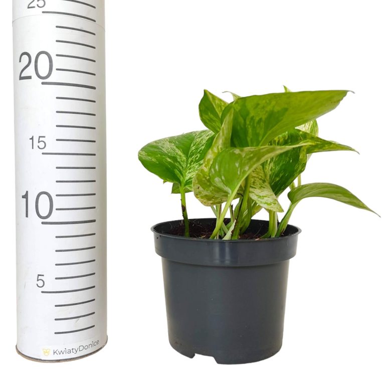 Epipremnum (Epipremnum Marble Queen) 20cm