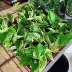 Epipremnum (Epipremnum Marble Queen) 20cm