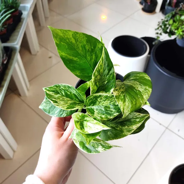 Epipremnum (Epipremnum Marble Queen) 20cm