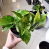 Epipremnum (Epipremnum Marble Queen) 20cm