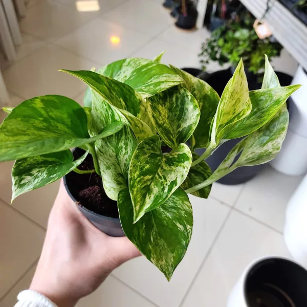 Epipremnum (Epipremnum Marble Queen) 20cm