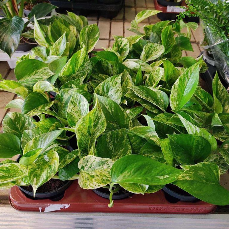 Epipremnum (Epipremnum Marble Queen) 20cm