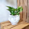 Epipremnum (Epipremnum Marble Queen) 20cm