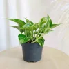 Epipremnum (Epipremnum Marble Queen) 20cm