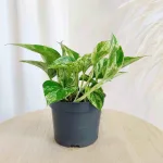 Epipremnum (Epipremnum Marble Queen) 20cm