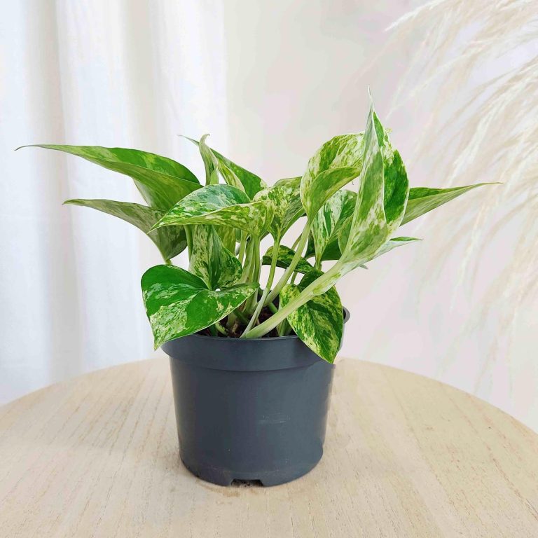 Epipremnum (Epipremnum Marble Queen) 20cm