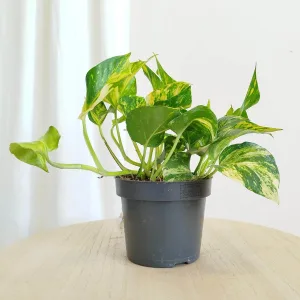 Epipremnum  pnące (Epipremnum pinnatum "N'joy Gold") 20cm