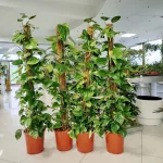 Epipremnum złociste (Epipremnum aureum) 150cm