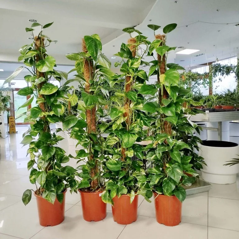 Epipremnum złociste (Epipremnum aureum) 150cm