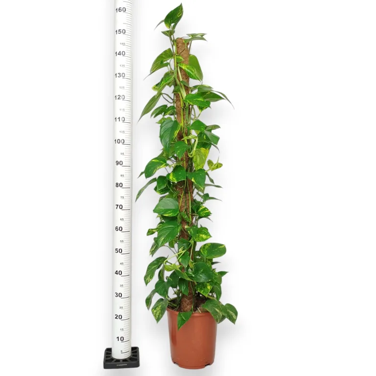 Epipremnum złociste (Epipremnum aureum) 150cm