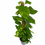 Epipremnum złociste (Epipremnum aureum) 90cm