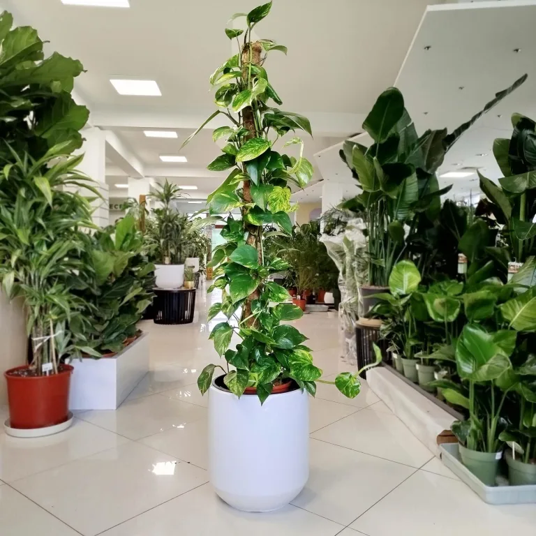 Epipremnum złociste (Epipremnum aureum) 150cm