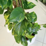 Epipremnum złociste (Epipremnum aureum) 150cm