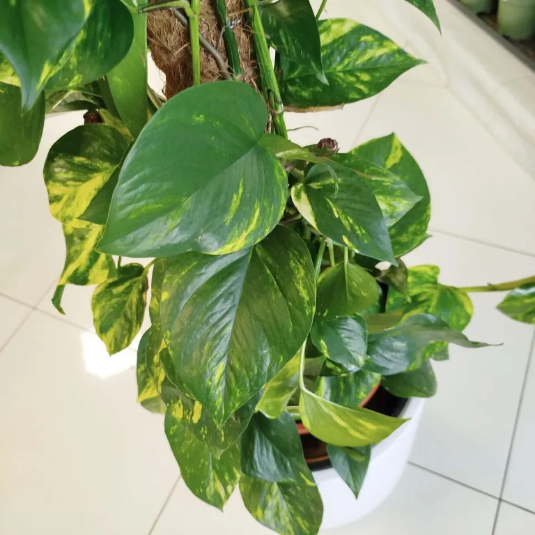 Epipremnum złociste (Epipremnum aureum) 150cm