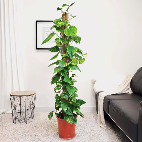 Epipremnum złociste (Epipremnum aureum) 160cm