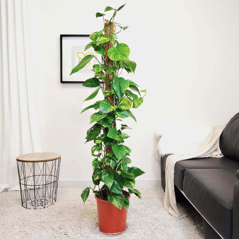 Epipremnum złociste (Epipremnum aureum) 125cm