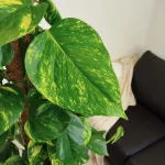 Epipremnum złociste (Epipremnum aureum) 150cm