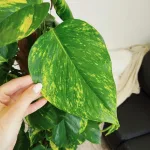 Epipremnum złociste (Epipremnum aureum) 150cm