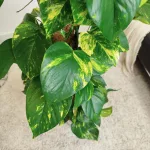 Epipremnum złociste (Epipremnum aureum) 150cm