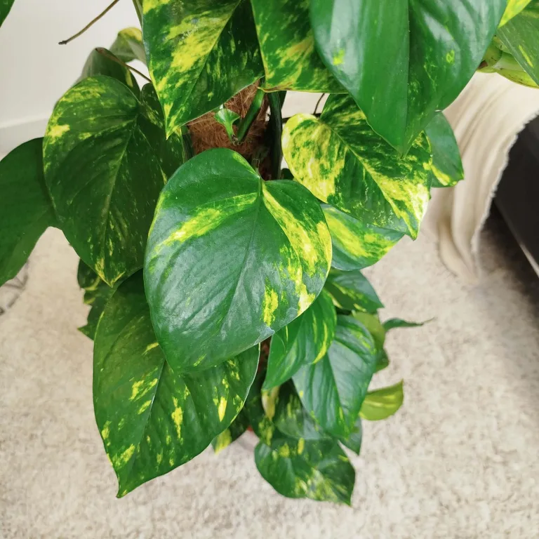 Epipremnum złociste (Epipremnum aureum) 150cm