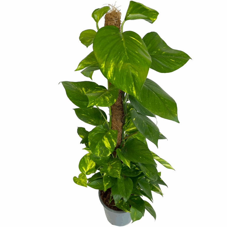 Epipremnum złociste (Epipremnum aureum) 90cm