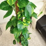 Epipremnum złociste (Epipremnum aureum) 150cm