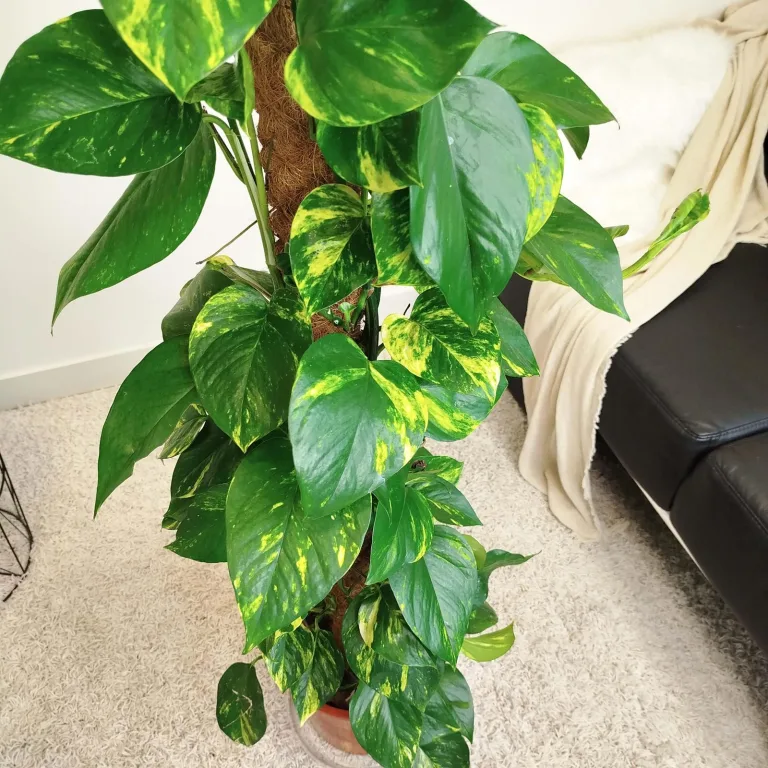 Epipremnum złociste (Epipremnum aureum) 150cm