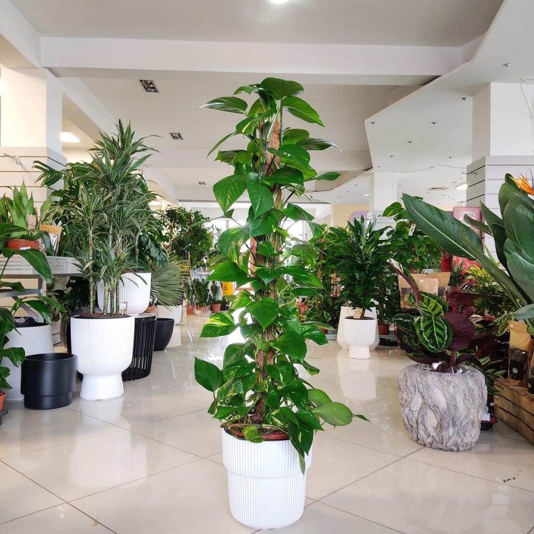 Epipremnum złociste (Epipremnum aureum) 125cm