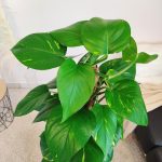 Epipremnum złociste (Epipremnum aureum) 125cm