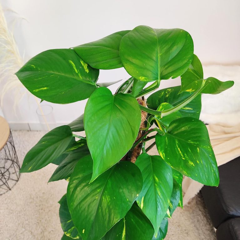 Epipremnum złociste (Epipremnum aureum) 125cm