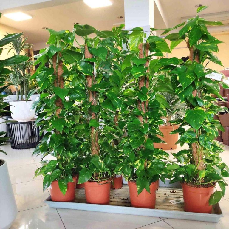 Epipremnum złociste (Epipremnum aureum) 125cm