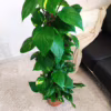 Epipremnum złociste (Epipremnum aureum)125cm 120-130cm