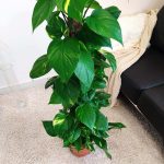 Epipremnum złociste (Epipremnum aureum) 125cm