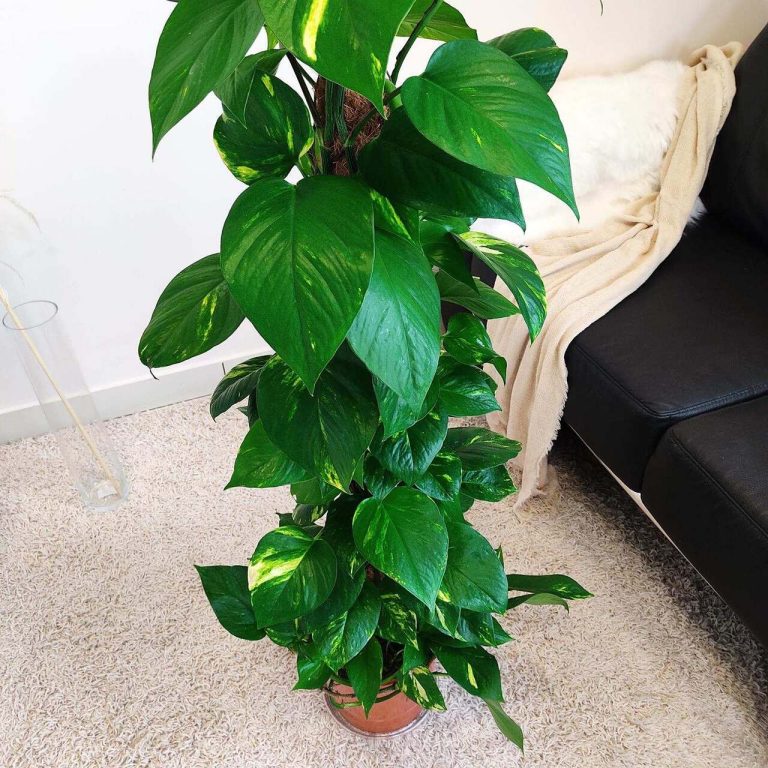 Epipremnum złociste (Epipremnum aureum) 125cm