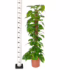 Epipremnum złociste (Epipremnum aureum)125cm 120-130cm