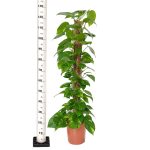 Epipremnum złociste (Epipremnum aureum) 125cm