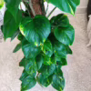 Epipremnum złociste (Epipremnum aureum)125cm 120-130cm