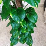 Epipremnum złociste (Epipremnum aureum) 125cm