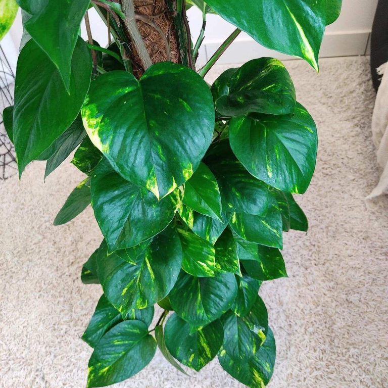 Epipremnum złociste (Epipremnum aureum) 125cm