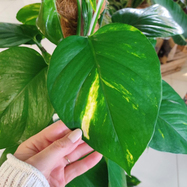 Epipremnum złociste (Epipremnum aureum) 125cm