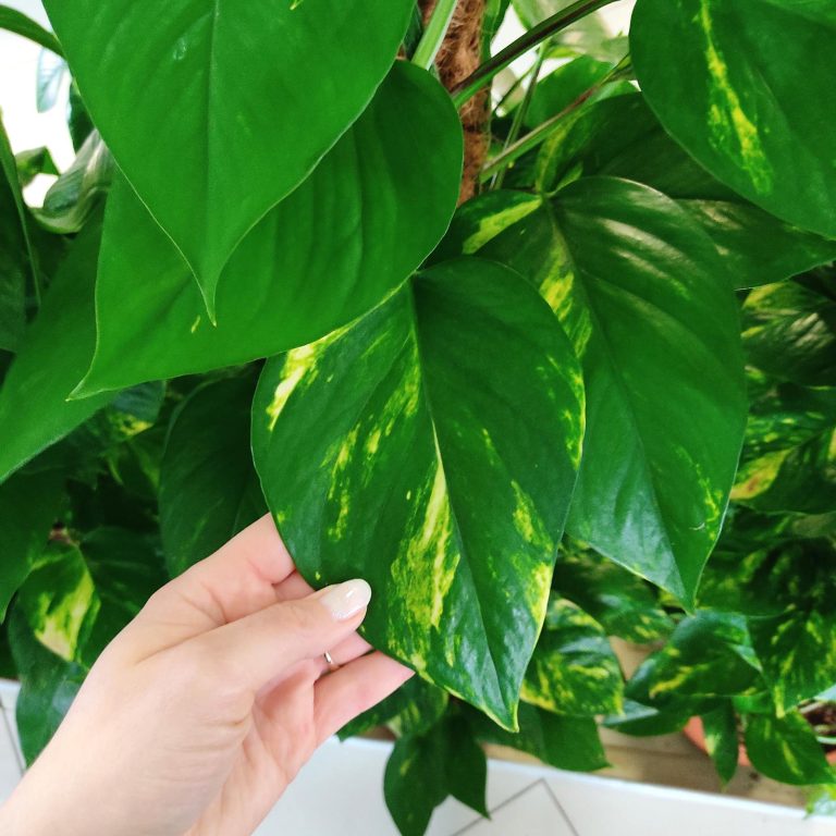 Epipremnum złociste (Epipremnum aureum) 125cm