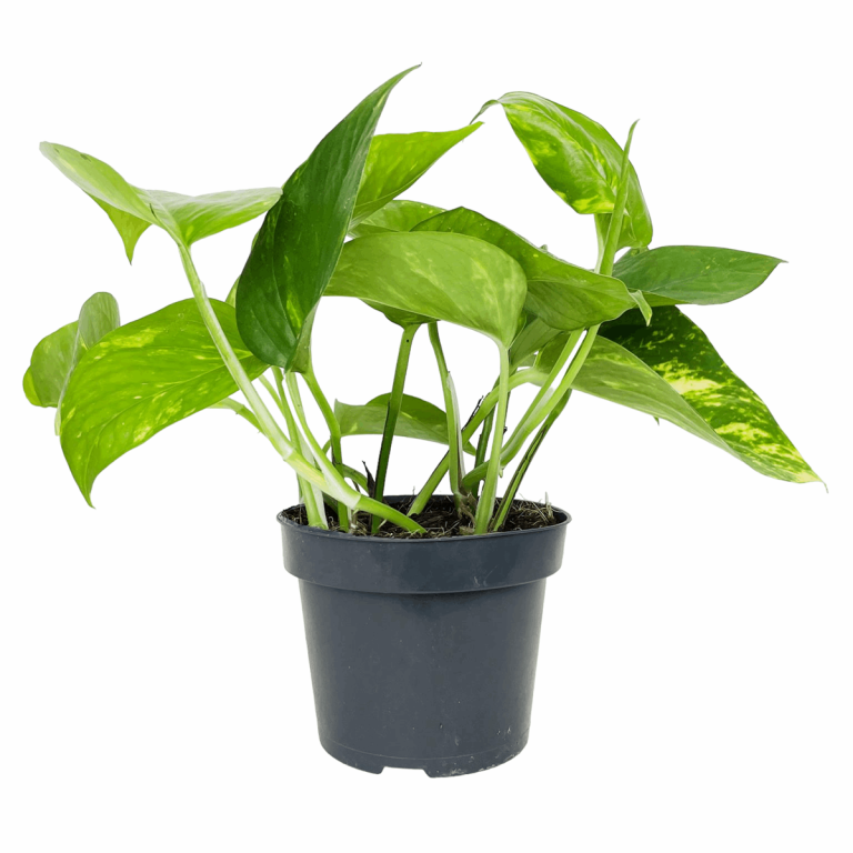 Epipremnum złociste (Epipremnum aureum) 20cm