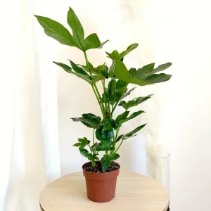 Fatsja japońska (Fatsia japonica) 50cm