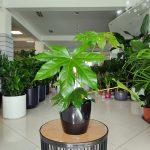 Fatsja japońska (Fatsia japonica) 50cm
