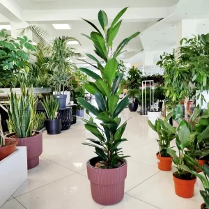 Fikus (Ficus 'Cyathistipula') 120cm