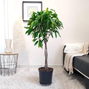 Fikus wierzbolistny (Ficus binnenijkii 'Amstel King') 130cm