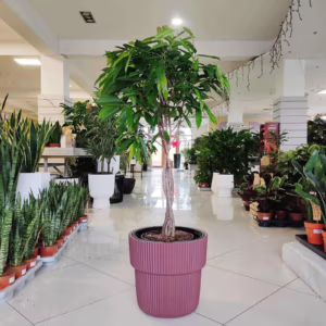 Fikus wierzbolistny (Ficus binnenijkii 'Amstel King') 120-130cm