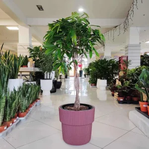 Fikus wierzbolistny (Ficus binnenijkii 'Amstel King') 130cm