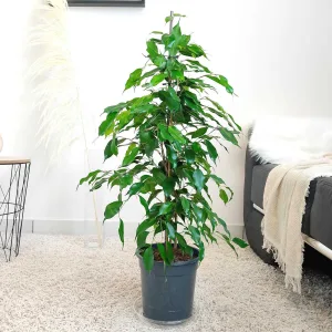 Fikus beniamiński (Ficus benjamina 'Exotica') 90cm